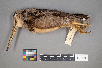 Scolopax minor image