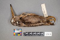 Scolopax minor image