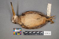 Scolopax minor image