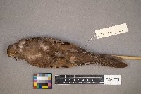 Zenaida macroura image