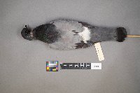 Columba livia image
