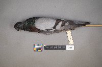 Columba livia image