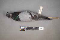 Columba livia image