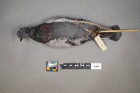 Columba livia image