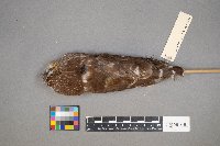 Aegolius acadicus image