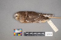 Aegolius acadicus image