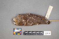 Aegolius acadicus image