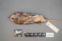 Aegolius acadicus image