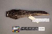 Chordeiles minor image