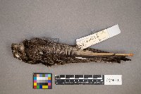 Chordeiles minor image