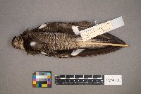 Chordeiles minor image