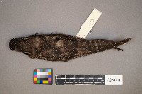 Chordeiles minor image