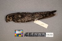 Chordeiles minor image