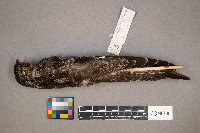 Chordeiles minor image