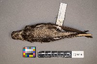 Chordeiles minor image