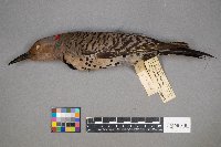 Colaptes auratus image