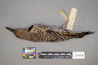 Colaptes auratus image