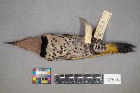 Colaptes auratus image