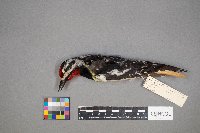 Sphyrapicus varius image