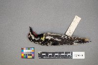 Sphyrapicus varius image