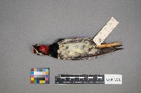 Sphyrapicus varius image