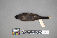 Tyrannus tyrannus image