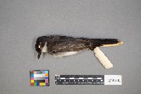 Tyrannus tyrannus image