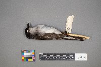 Tyrannus tyrannus image