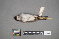 Tyrannus tyrannus image