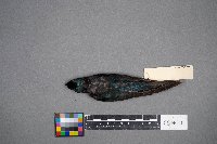 Tachycineta bicolor image