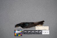 Tachycineta bicolor image