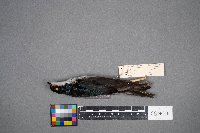 Tachycineta bicolor image