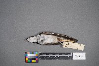 Tachycineta bicolor image