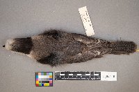 Perisoreus canadensis image