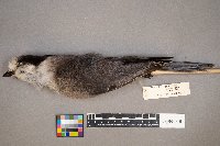 Perisoreus canadensis image