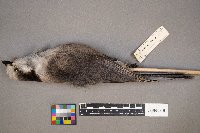 Perisoreus canadensis image