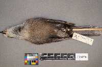 Perisoreus canadensis image