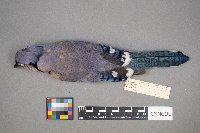 Cyanocitta cristata image