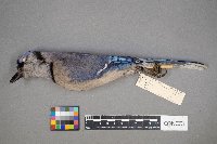 Cyanocitta cristata image