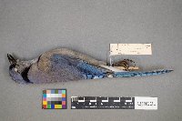 Cyanocitta cristata image