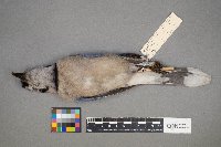 Cyanocitta cristata image