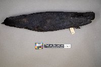 Corvus brachyrhynchos image