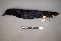 Corvus brachyrhynchos image