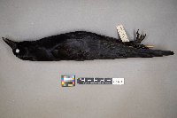 Corvus brachyrhynchos image