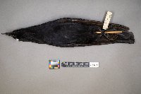 Corvus brachyrhynchos image