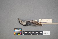 Sitta carolinensis image