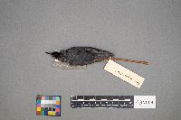 Sitta canadensis image