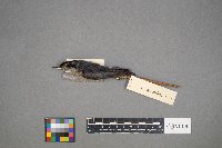 Sitta canadensis image