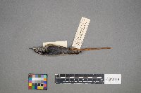 Sitta canadensis image