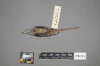 Sitta canadensis image